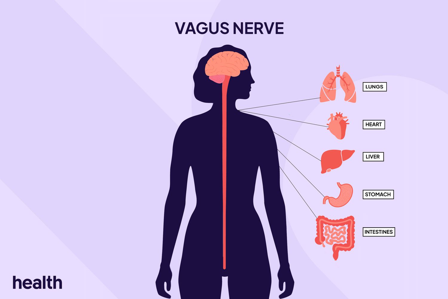 Harnessing the Power of Vagus Nerve Stimulation for Career Women's Health